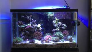 A Beginners Guide to Reef Tank Water Parameters [upl. by Reimer]