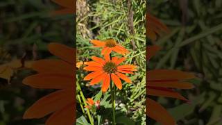 Sonnenhut Echinacea purpurea [upl. by Jenilee988]