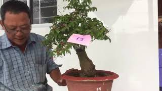 Bonsai thanh liem xin giao luu khe kieng bonsailh0939778358 [upl. by Geraud188]