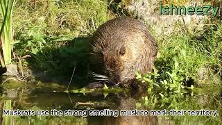 Fun facts about Muskrat Rat  Ondatra zibethicus  What is a Muskrat  Rat musqué [upl. by Vance]