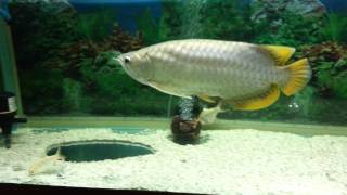 My banjar red Arowana [upl. by Kumagai]