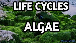 Life Cycles in Algae  BSMSBotany  Urdu amp Hindi [upl. by Senior]