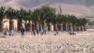 Carrera de Podencos Canarios en Fuerteventura parte I [upl. by Relyuhcs]