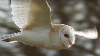 SlowMo Barn Owl in Flight  Unexpected Wilderness  BBC Earth [upl. by Saxe]