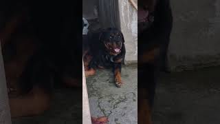 Rottweiler Rottie Dog Breed [upl. by Rus27]