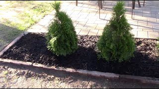 How To plant An Arborvitae Tree [upl. by Miza]