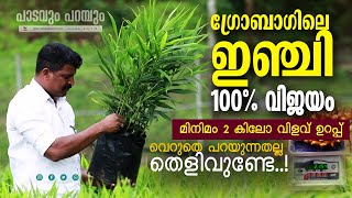 ഗ്രോബാഗിലെ ഇഞ്ചി 100 വിജയം  GROBAG GINGER  AAMEES [upl. by Renaxela]