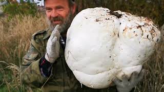 Гигантский гриб шампиньон дождевик Calvatia gigantea  ЛИКОПЕРДОН или Лангермания гигантская [upl. by Nelsen]