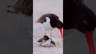 The lovely pair of water bird waterbirds [upl. by Doug394]