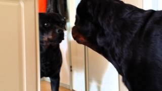 Funny rottweiler and mirror [upl. by Janek]