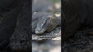 2 Fatal Komodo Dragon Attacks quotBitten in Halfquot [upl. by Adaliah]