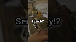 Comedy of Chirpies 🤣🐥chicken birds funnyanimals funny cute laugh animals animallover music [upl. by Anabel]