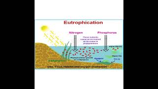 EUTROPHICATION concept 8 EXPLAINED [upl. by Bently]