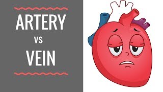 Arteries vs Veins  Circulatory System [upl. by Trev]