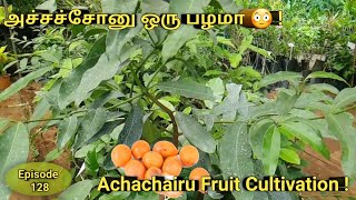 Episode128 அச்சச்சாறு பழம் சாகுபடி  ACHACHAIRUGARCINIA HUMILIS Fruit Cultivation Tamil அச்சச்சோ [upl. by Almallah141]