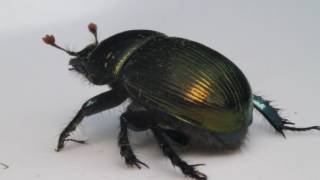 Meet an Insect Scarab Beetle [upl. by Ulund]