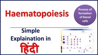 Haematopoiesis Simple Explaination in Hindi by Bhushan Science [upl. by Templa382]