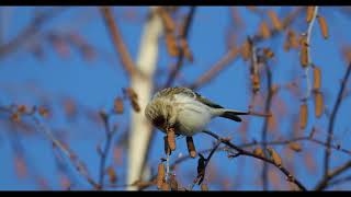 Hoary Redpoll  Arctic Redpoll [upl. by Lunsford84]