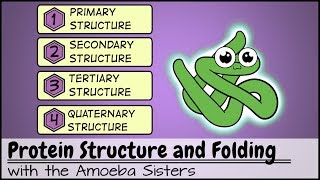 Protein Structure and Folding [upl. by Adieno]