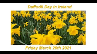 Daffodil Day in Ireland on March 26th 2021 [upl. by Eey]