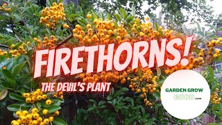 How to Propagate Pyracantha Firethorn – With Results [upl. by Weider]