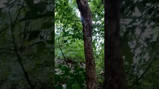 Hornbeam  Ironwood Tree at Sterling Forest State Park New York State [upl. by Halilad]