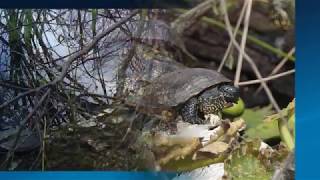 Europäische Sumpfschildkröten in Niedersachsen [upl. by Oibesue]