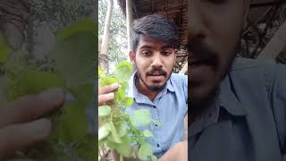 நீங்க குப்பைமேனிய பார்த்து இருக்கிங்களா trendingshorts reels acalypha indica medicinal plant [upl. by Kaila271]