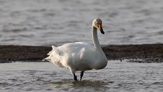 Whooper Swans [upl. by Yrallih]