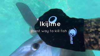 SPEARFISHING Diving in Geraldton WA [upl. by Fafa768]