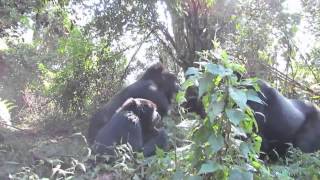 Wild Silverback Gorilla Fight In Bwindi [upl. by Dituri]