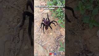 ¡Cuidado La Tarántula🕷️ Negra Menor de Colombia🗾 en Acción ¡Un Encuentro Fascinante🌟Tarántula [upl. by Ayn]