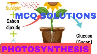 PHOTOSYNTHESIS MCQ SOLUTIONS BIOLOGYAB ALL IS WELL [upl. by Trumaine]