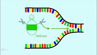 Die Replikation der DNA [upl. by Harp]