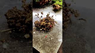 Springtails 🐞🪲 mossgarden srilanka minigarden mininature springtails viralshorts nature [upl. by Koah]