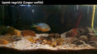 Longear sunfish Lepomis megalotis 55G aquarium [upl. by Nimajaneb]