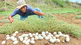 WOW WOW unique top farmers find lots of duck eggs under weeds [upl. by Yevad]