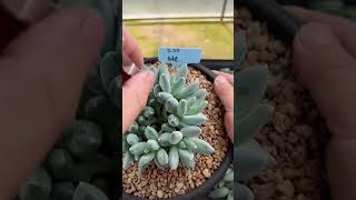 CUT 1000 SUCCULENT PLANTS LEAVES succulentvarieties plants succulentcollection [upl. by Spalding]