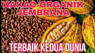 4 Transformasi Bali  Koperasi KSS Perkebunan Kakao Organik Jembrana World Cacao Festival [upl. by Atolrac]