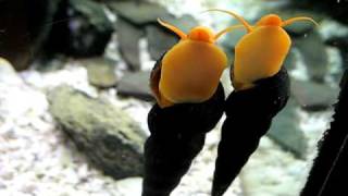 Pair of Orange Tylomelania sp Yellow snails [upl. by Ag]