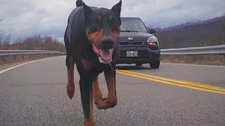 How Fast can a Doberman Pinscher Run [upl. by Galanti]