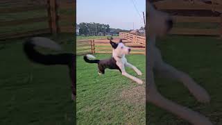 Border Collies playing tether ball [upl. by Adelaide]