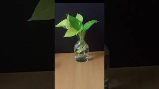 Pothos propagation garden pothos indoorplants plants pothospropagation diy shorts [upl. by Fayette]