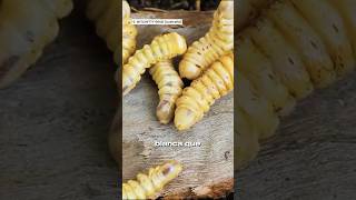 Witchetty Grub ¿asquerosa [upl. by Ethbin]