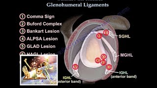 Glenohumeral Ligaments ligaments of the shoulder  Everything You Need To Know  Dr Nabil Ebraheim [upl. by Ahsenahs]