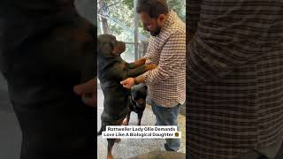 Rottweiler Dog Attacks Owner shorts dogs rottweiler youtubeshorts namitaology trend trending [upl. by Yuille]