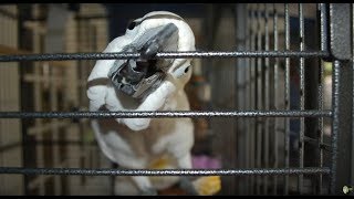 Which Cockatoos Are the WORST [upl. by Carrnan]