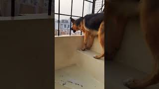 german shepherd dog barking  gsd dog barking  puppy barking  dog barking [upl. by Yecies693]