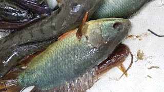 Amazing Fishing  Bangladeshi Local Fish Catching Using Net Trap [upl. by Airdnat609]