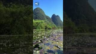 Aquatic flowering plant in full bloom in Chinas Guangxi [upl. by Averell571]